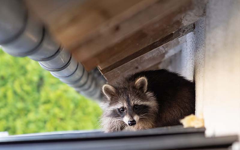 Wildlife Removal