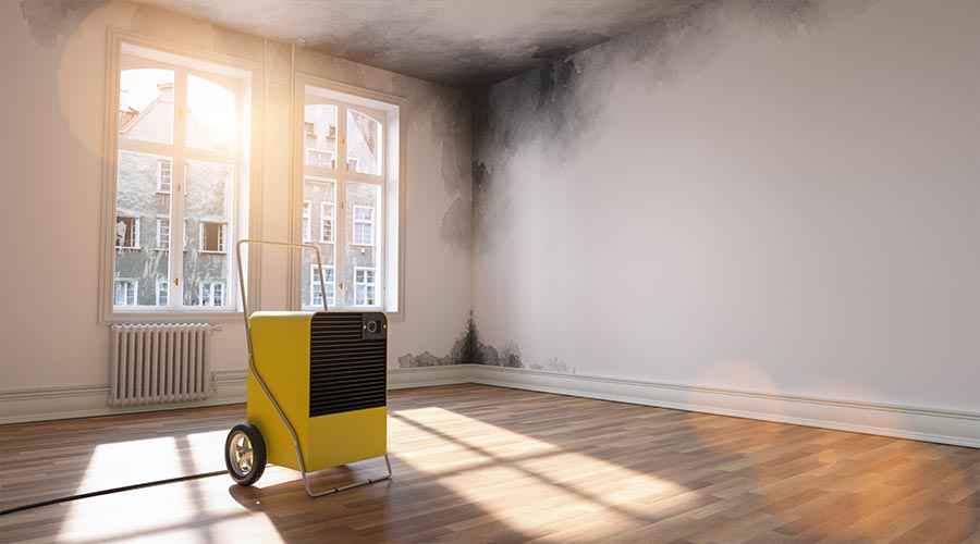 Mold Remediation